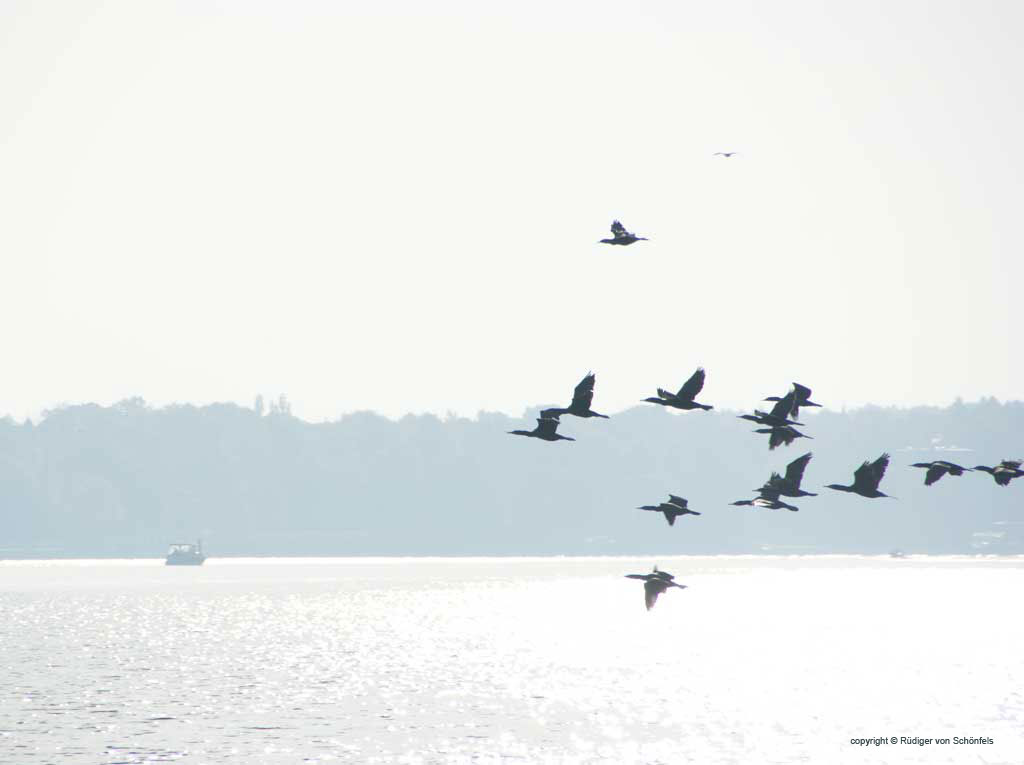 Kormorane über dem Wannsee im Herbstlicht / copyright © Rüdiger von Schönfels
